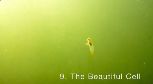 The Beautiful Cell by Kim Trainor, a video poem